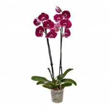 Орхидея Премиум 1шт