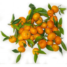 Мандарины Мини 1кг