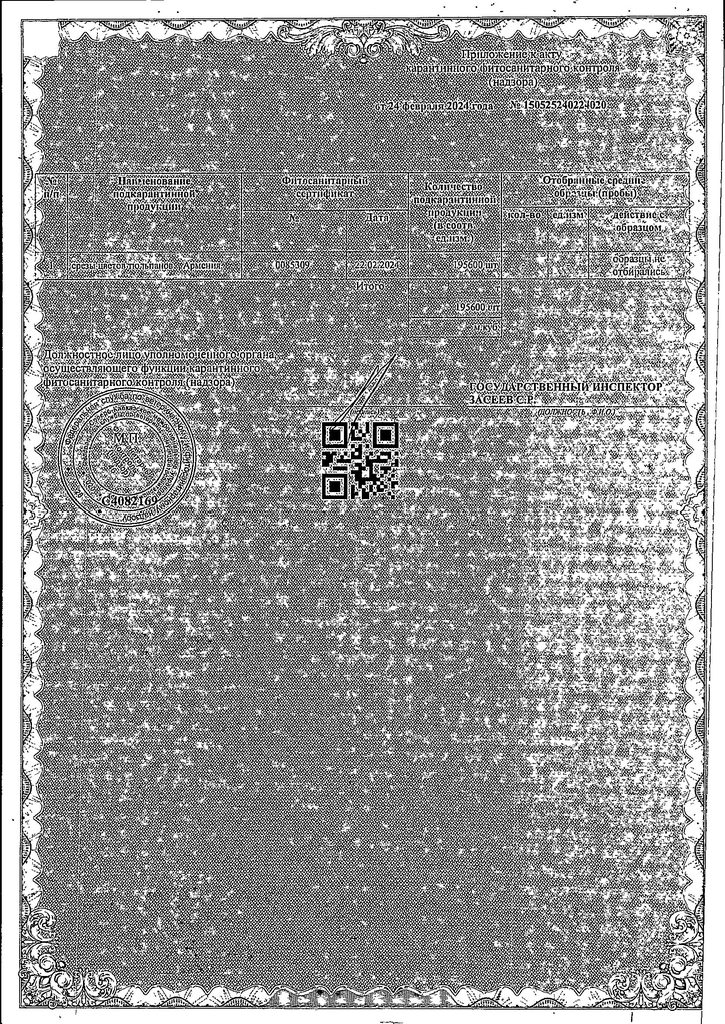 Букет Тюльпанов 5шт Цвета в Ассортименте